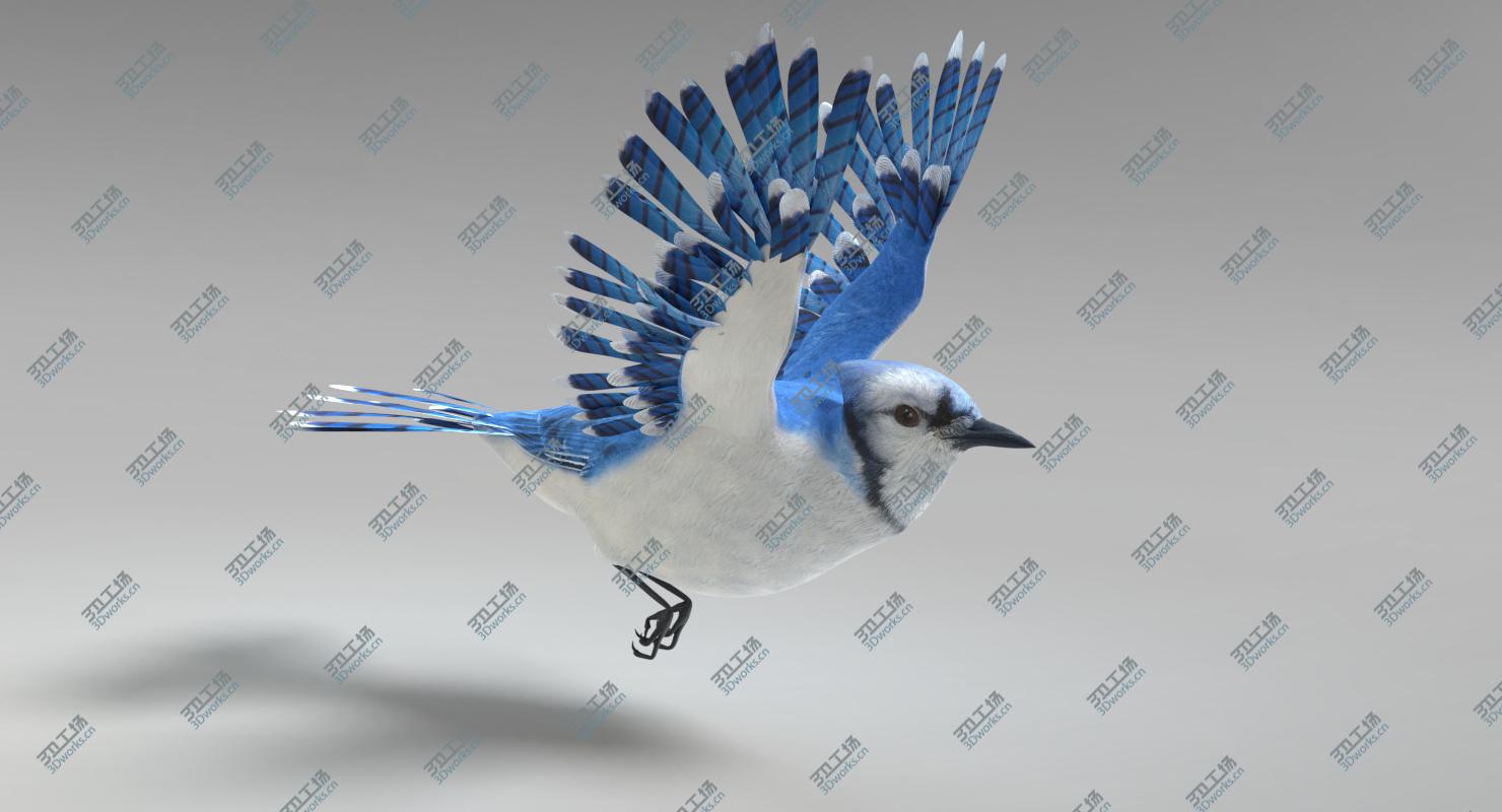 images/goods_img/202104022/Blue Jay Animated 3D model/5.jpg